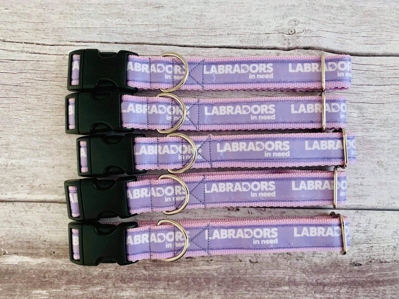 Lilac  Labradors In Need Collar
