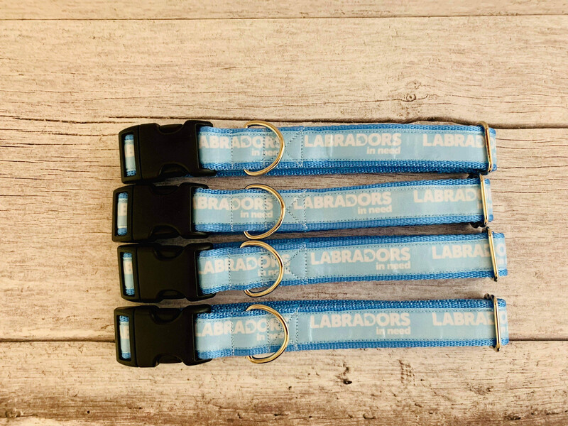 Light Blue Labradors In Need Collar