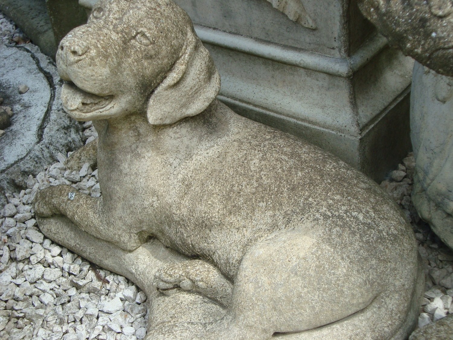 Labrador puppy