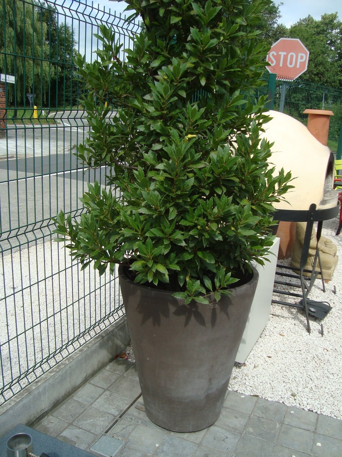 Vaso tommasso
