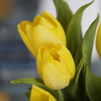 Tulpenstrauß Tulpenstrauß