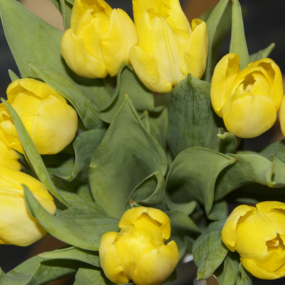 Tulpenstrauß