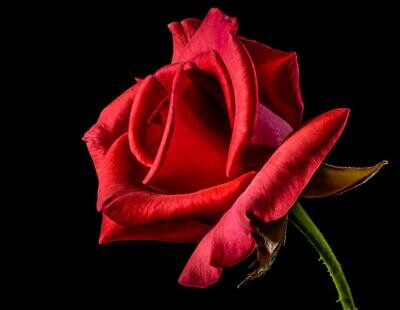 Rose Rose