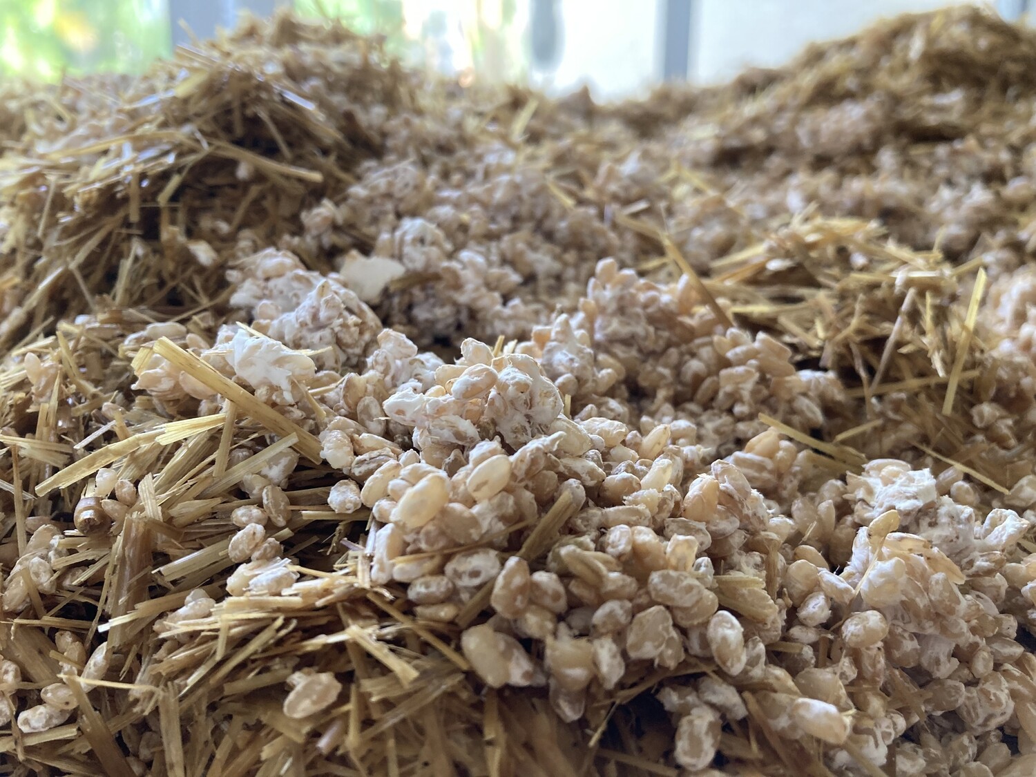 HighQuality Mushroom Grain Spawn for Successful Cultivation