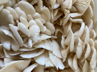 Pearl Oyster Fresh Mushrooms