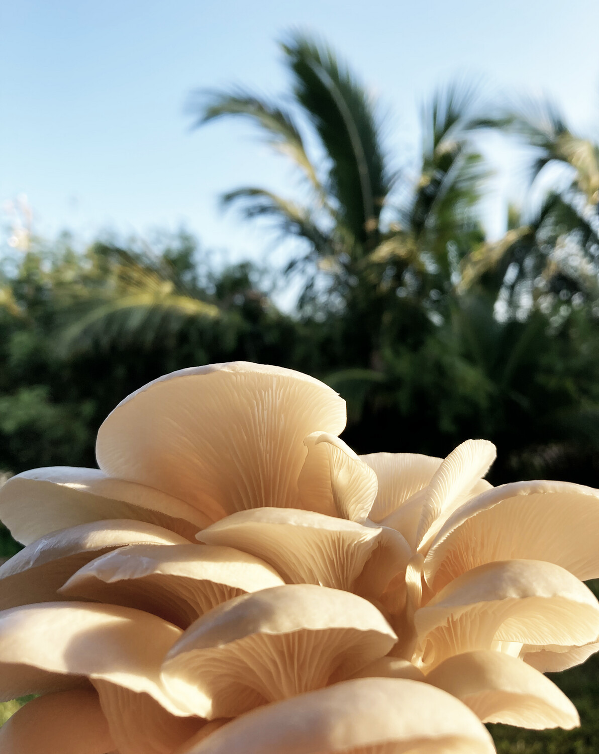 Pearl Oyster Fresh Mushrooms
