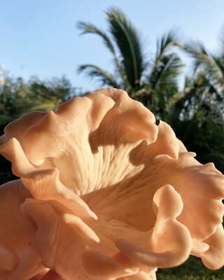 Pink Oyster Fresh Mushrooms