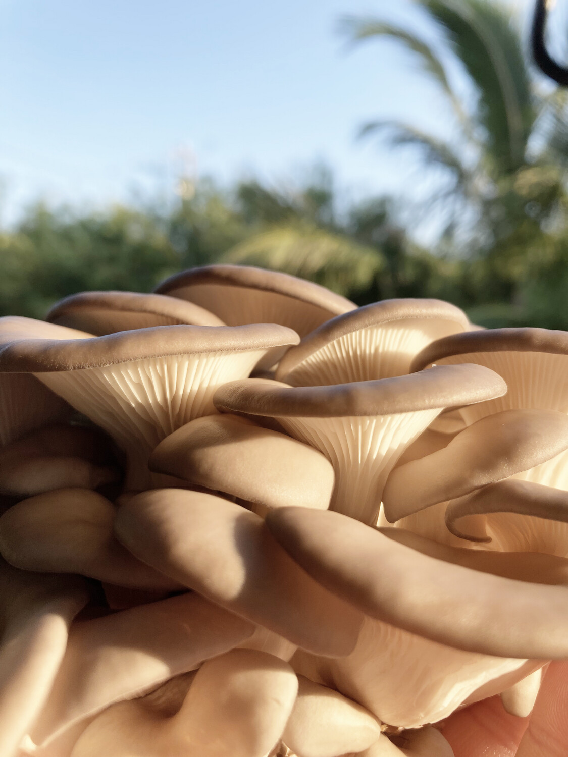 Blue Oyster Fresh Mushrooms