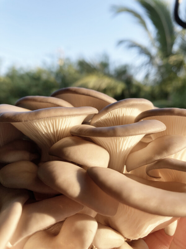 Blue Oyster Fresh Mushrooms