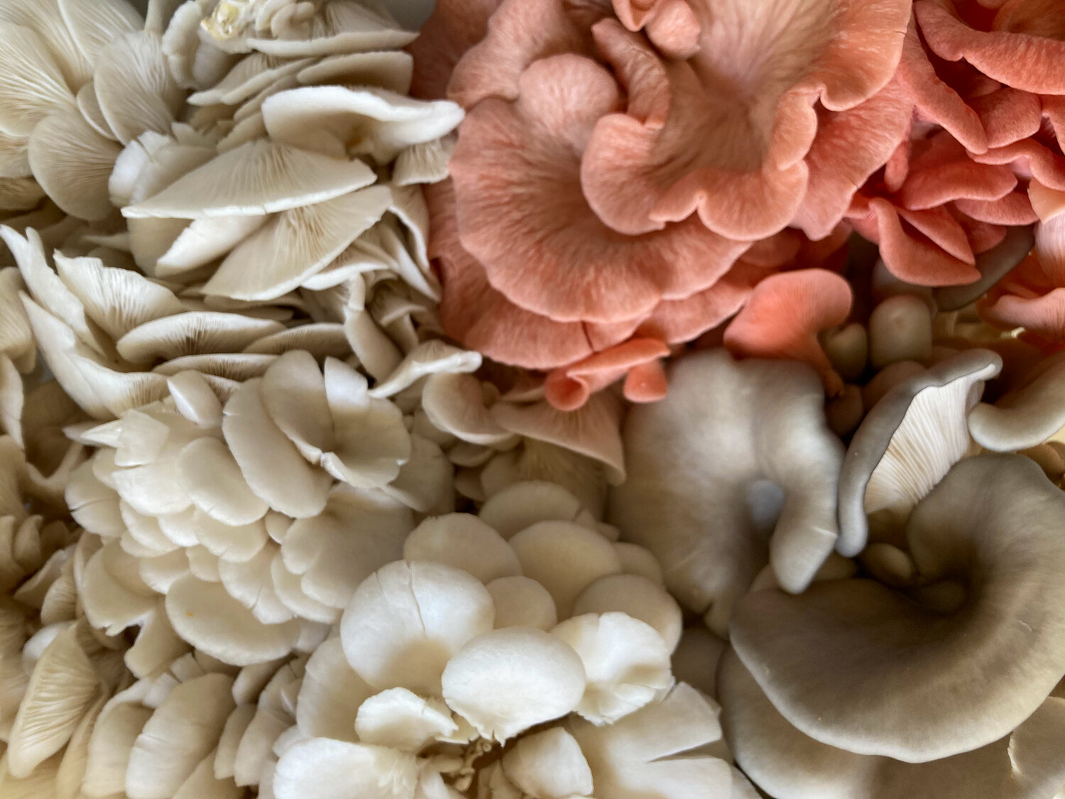 Mixed Oyster Fresh Mushrooms