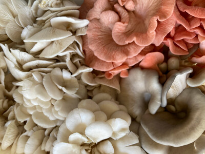 Mixed Oyster Fresh Mushrooms