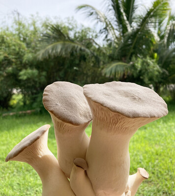 Royal Trumpet Fresh Mushrooms