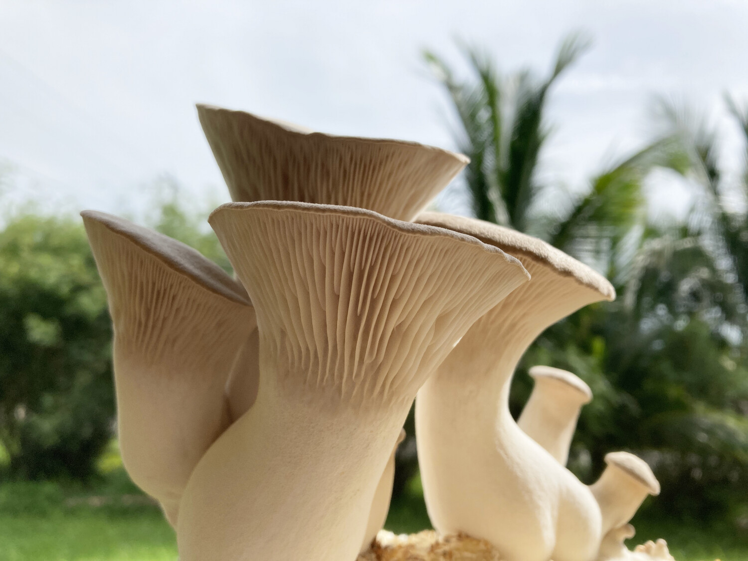 Royal Trumpet Fresh Mushrooms