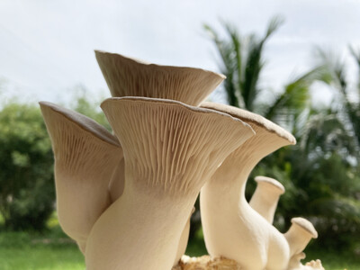 Royal Trumpet Fresh Mushrooms
