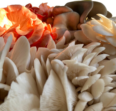 Mushroom Liquid Culture