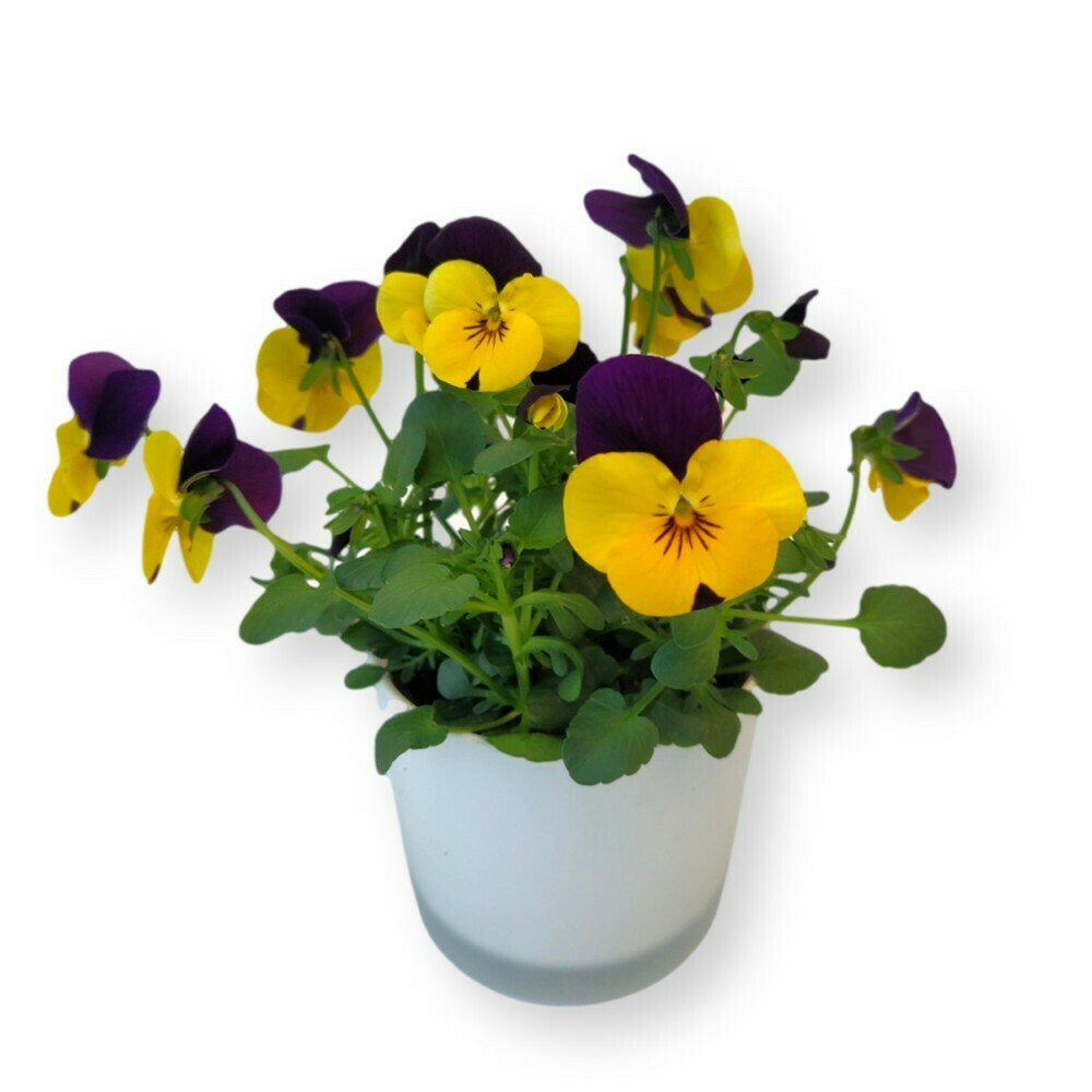 Hornveilchen gelb-violett 'Viola cornuta'