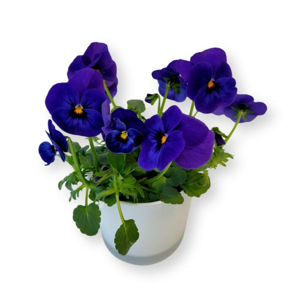 Hornveilchen blau 'Viola cornuta'