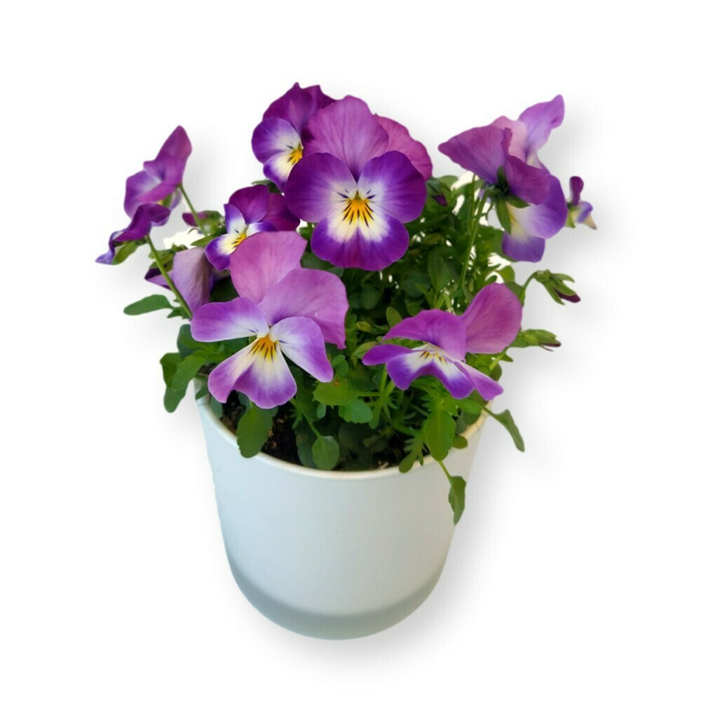 Hornveilchen purpur 'Viola cornuta'