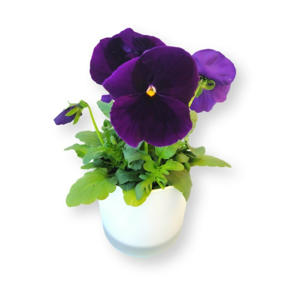 Stiefmütterchen violett 'Viola x wittrockiana'