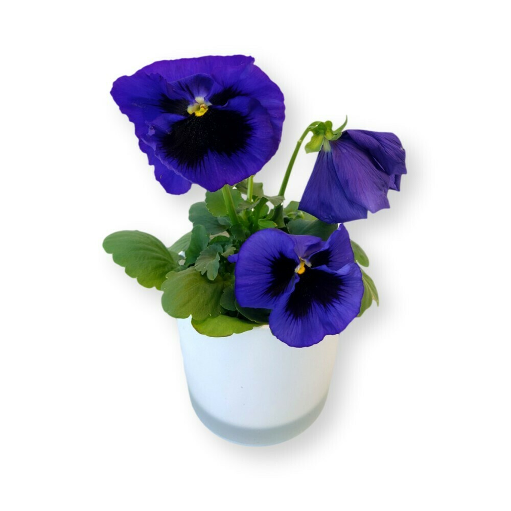Stiefmütterchen blau-schwarz 'Viola x wittrockiana'