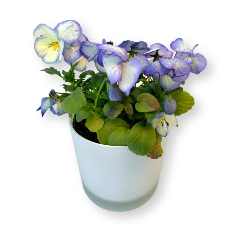Hornveilchen hellblau-weiss 'Viola cornuta'