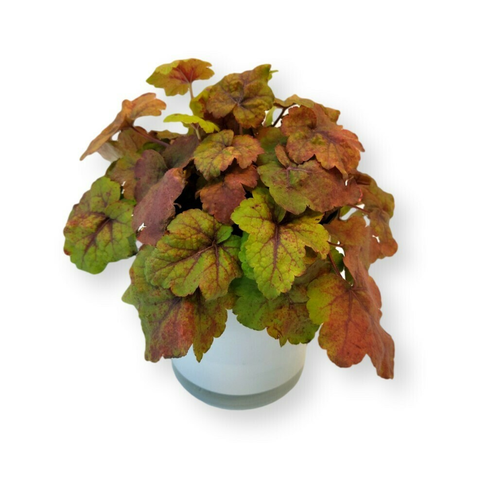 Heucherella 'Heucherella