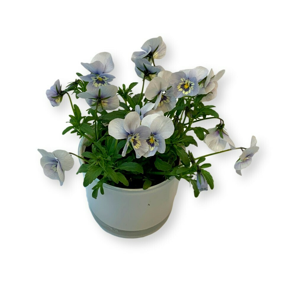 Hornveilchen himmelblau 'Viola cornuta'