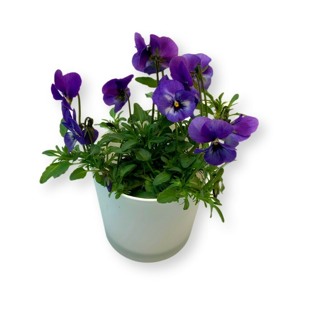 Hornveilchen hellblau 'Viola cornuta'