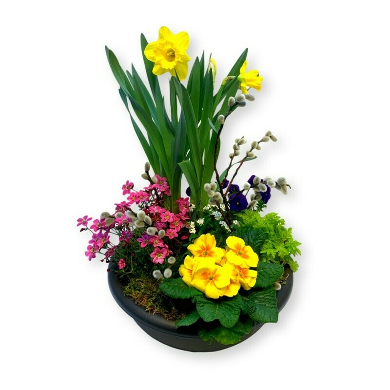 Bepflanztes Gefäss Frühling - bunt