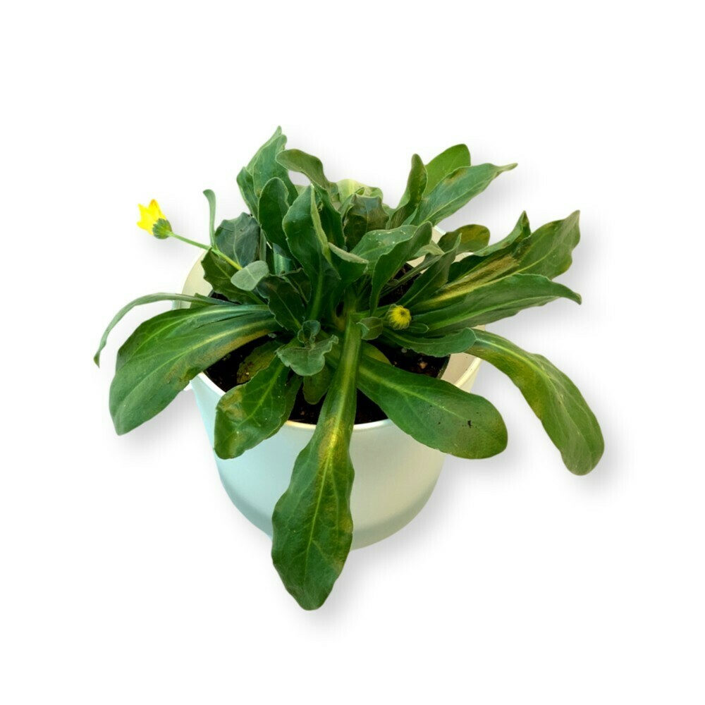 Ringelblume &#39;Calendula officinalis&#39;