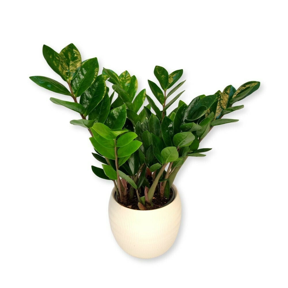 Glücksfeder - Zamioculcas