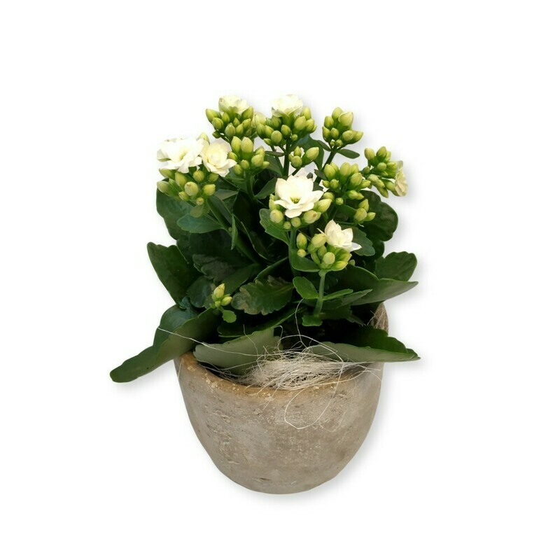 Kalanchoe weiss