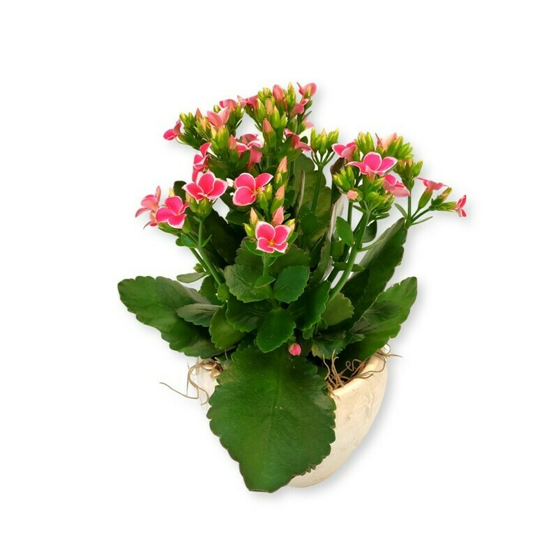 Kalanchoe pink