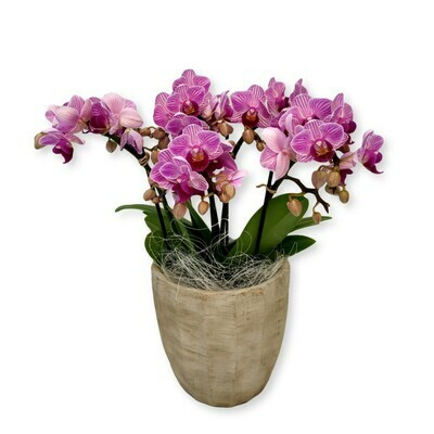 Orchidee pink - Phalaenopsis