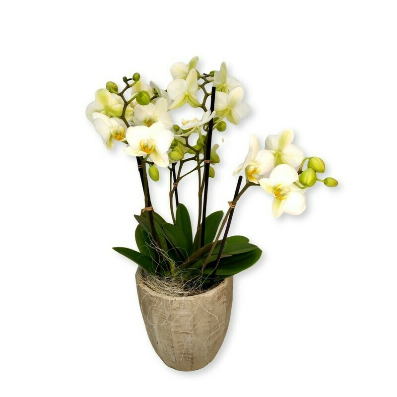 Orchidee weiss - Phalaenopsis