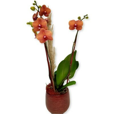 Orchidee orange - Phalaenopsis