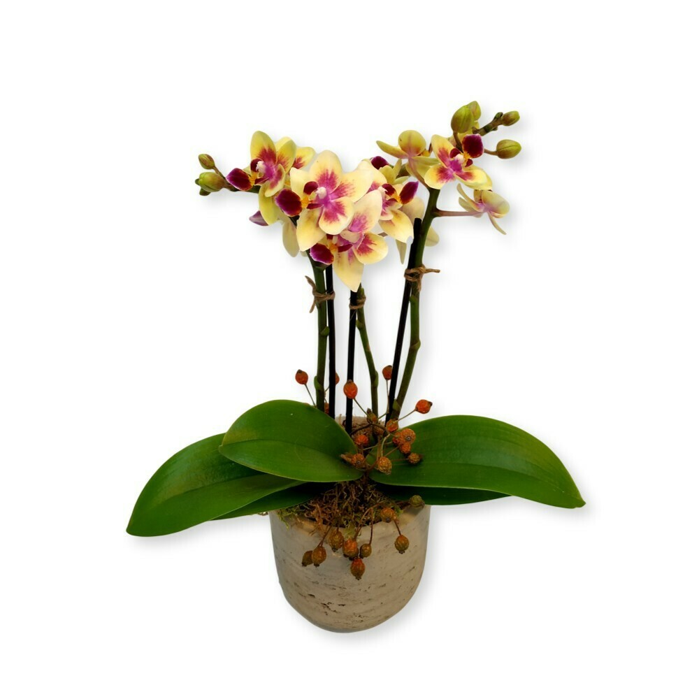 Orchidee gelb - Phalaenopsis