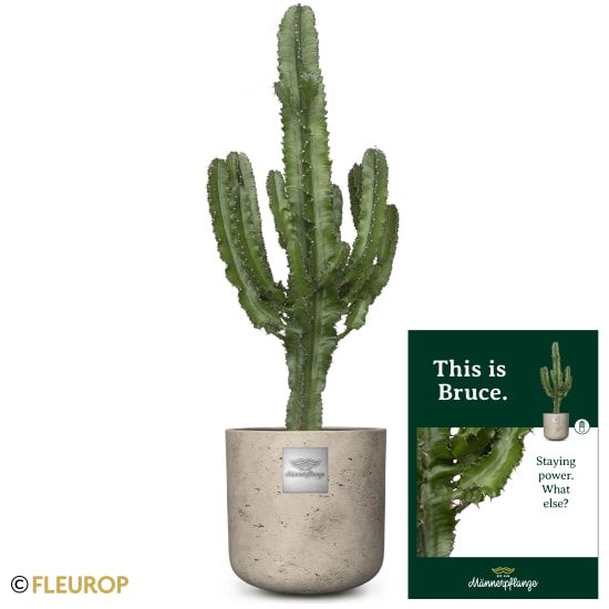 Männerpflanze «Das ist Bruce» (Euphorbia)