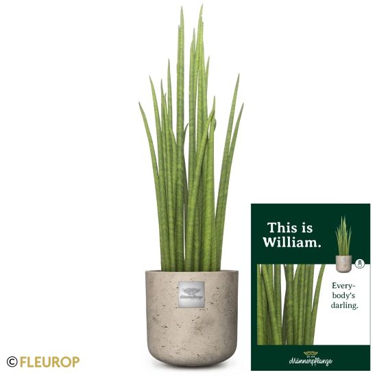 Männerpflanze «Das ist William» (Sansevieria Mikado)