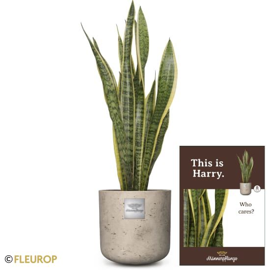 Männerpflanze «Das ist Harry» (Sansevieria laurentii)