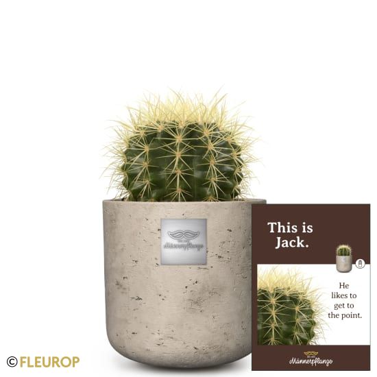 Männerpflanze «Das ist Jack» (Echinocactus grusonii)