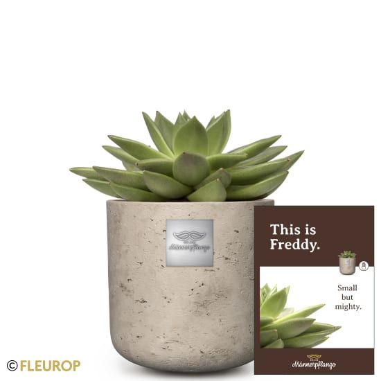 Männerpflanze «Das ist Freddy» (Echeveria)