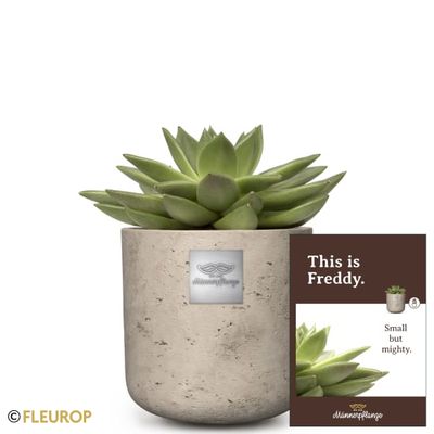 Männerpflanze «Das ist Freddy» (Echeveria)