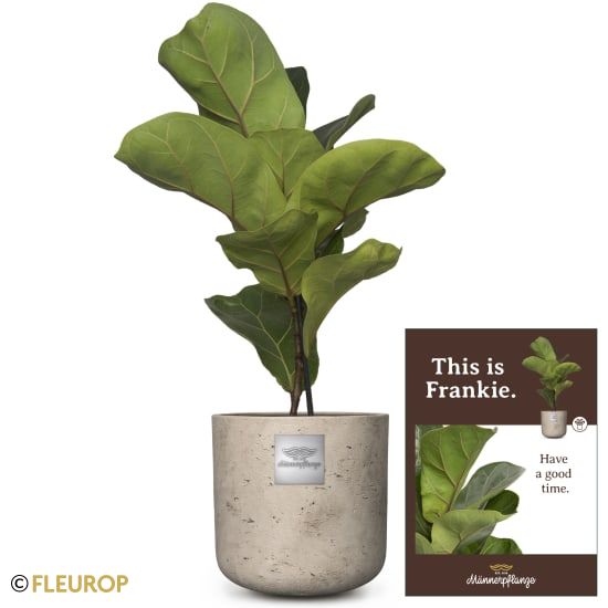 Männerpflanze «Das ist Frankie» (Ficus lyrata bambino)