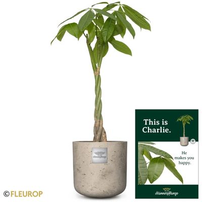 Männerpflanze «Das ist Charlie» (Pachira aquatica)