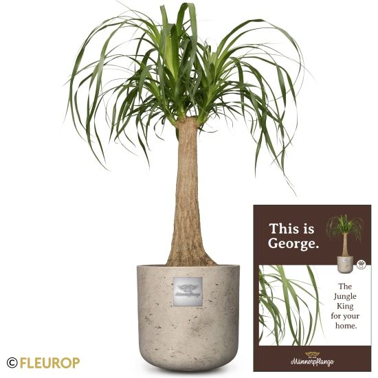 Männerpflanze «Das ist George» (Beaucarnea recurvata)