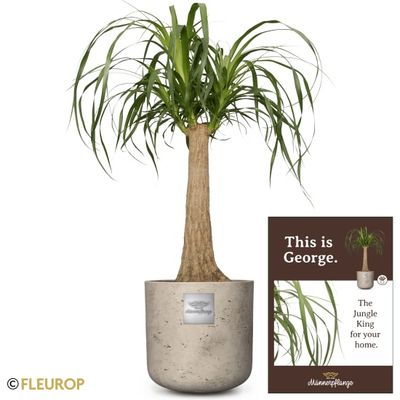 Männerpflanze «Das ist George» (Beaucarnea recurvata)