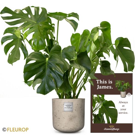 Männerpflanze «Das ist James» (Monstera)
