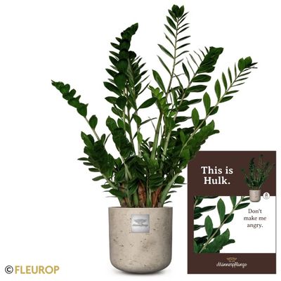 Männerpflanze  «Das ist Hulk» (Zamioculcas zamiifolia)