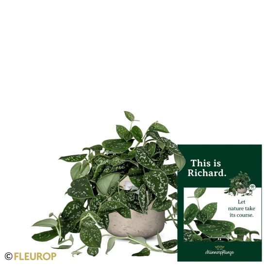 Männerpflanze  «Das ist Richard» (Scindapsus pictus)